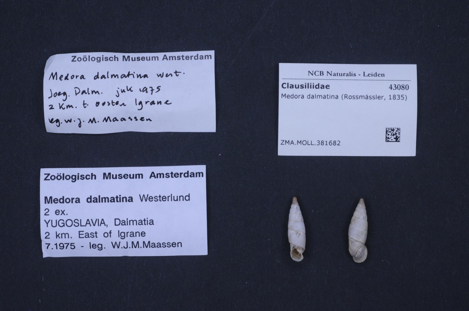Medora dalmatina