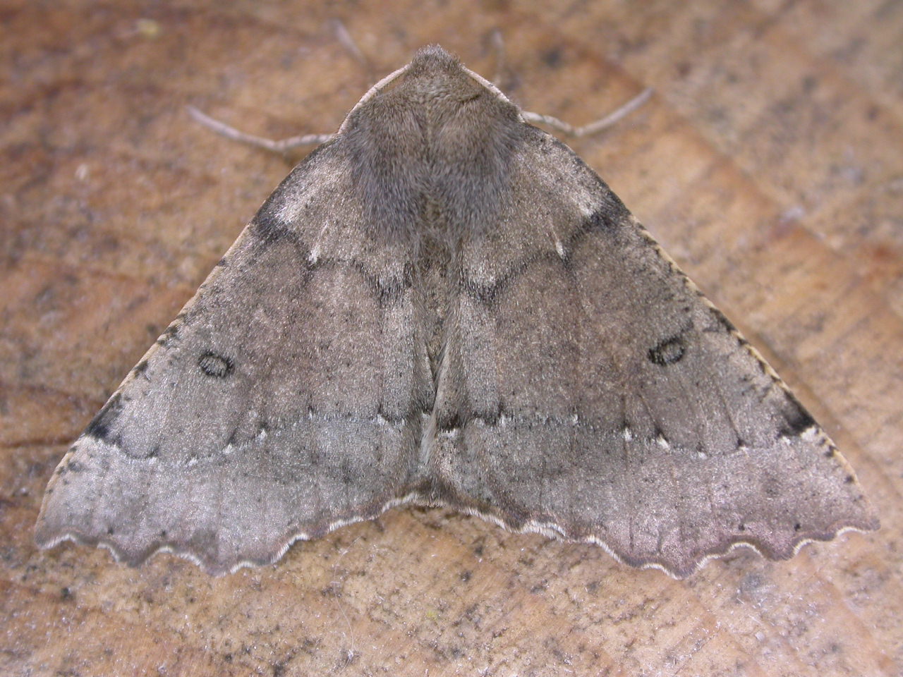 Odontopera bidentata