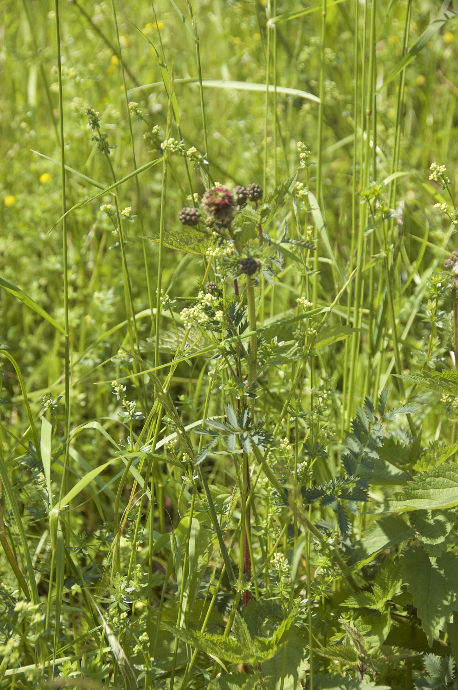 Poterium sanguisorba