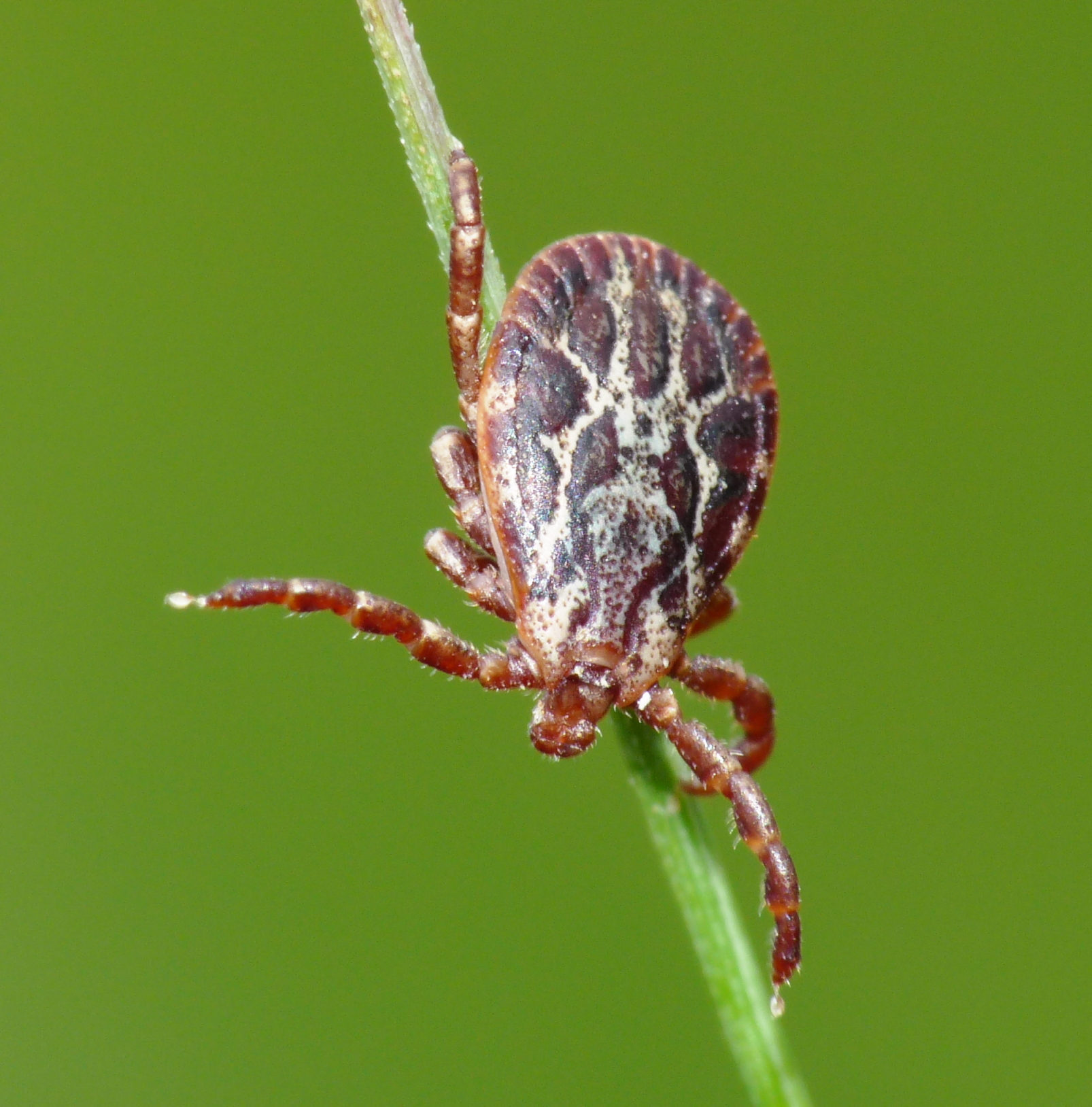 Dermacentor marginatus