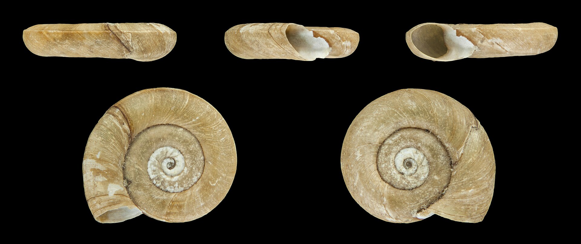 Planorbis planorbis